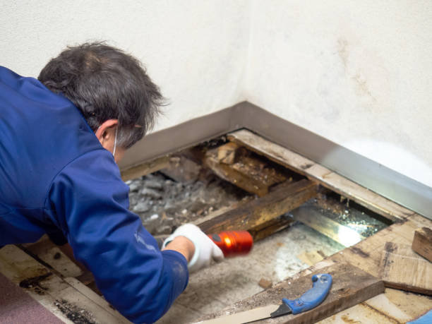 Best Black Mold Remediation in North Windham, ME