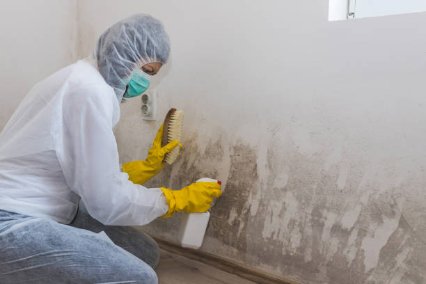 Best DIY Mold Remediation Support Services in North Windham, ME