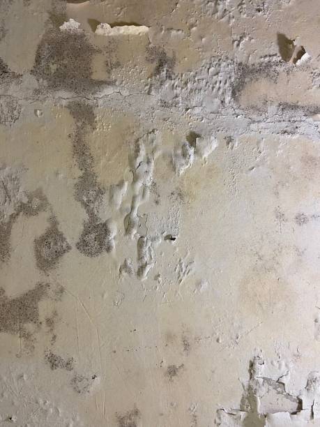 Best Mold Remediation for Specific Building Types in North Windham, ME