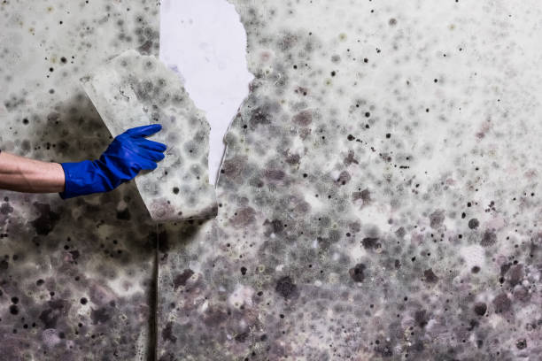 Best Preventive Mold Services in North Windham, ME